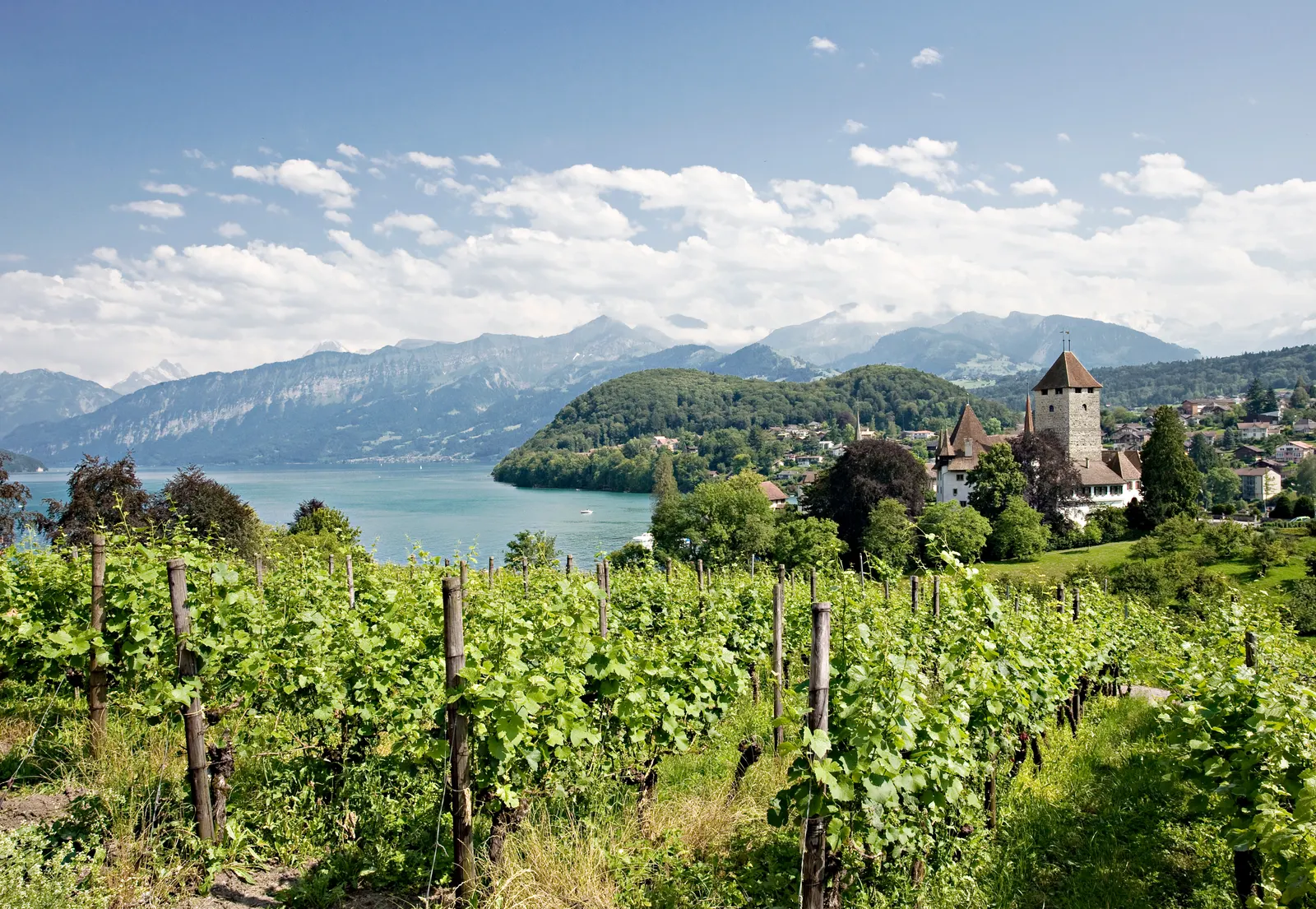 Rebberg oberhalb von Spiez mit Blick auf Schloss und Thunersee